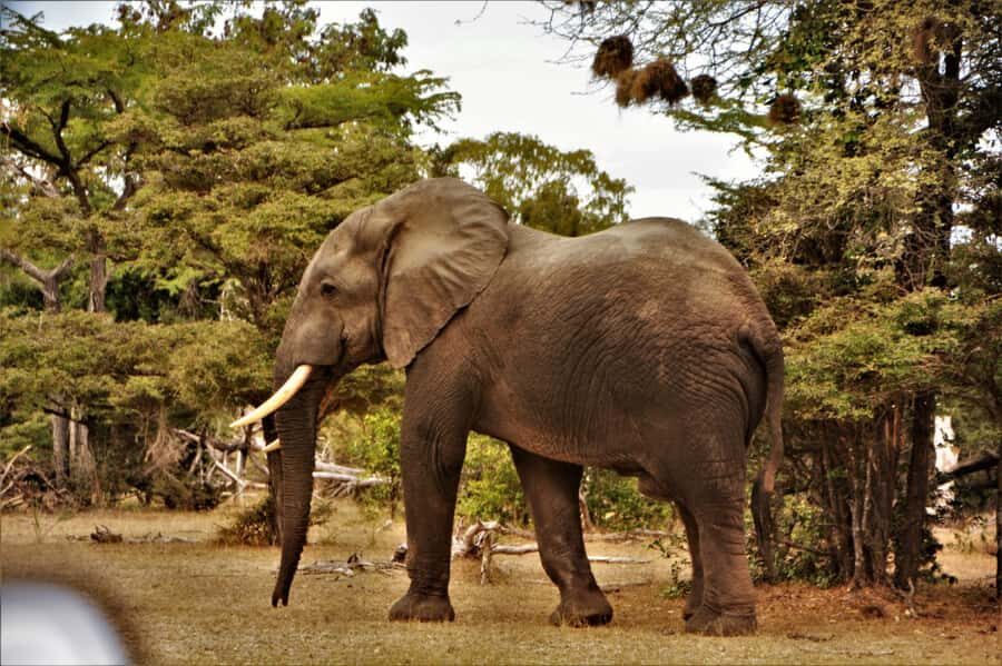 2 Day Zanzibar to Nyerere NP (Selous GR) By Flight - Who should book this (and who might want longer)
