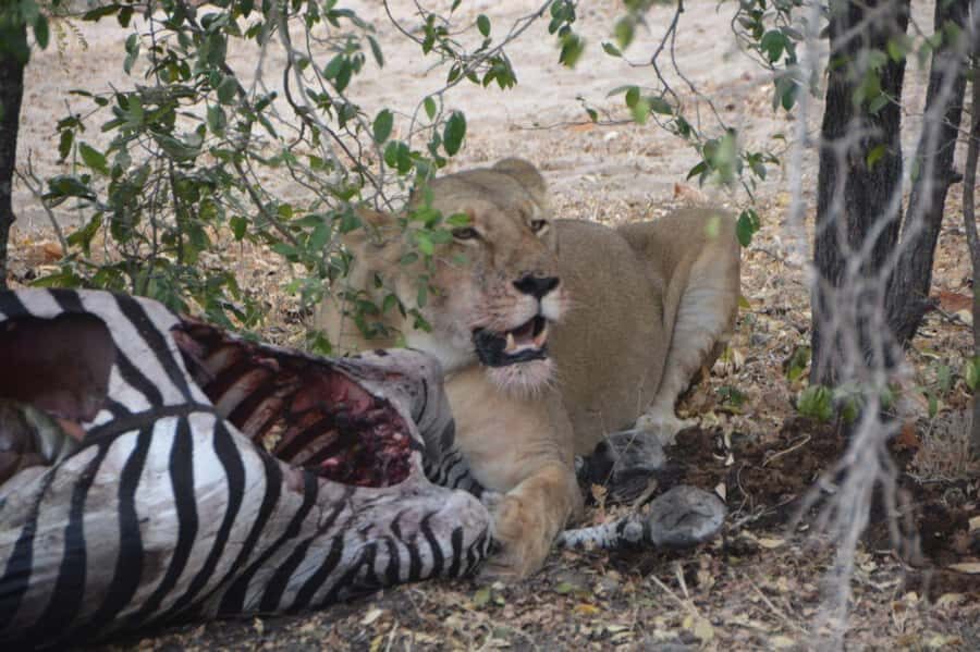 2 Day Zanzibar to Nyerere NP (Selous GR) By Flight - Practical tips to get the most from your two days