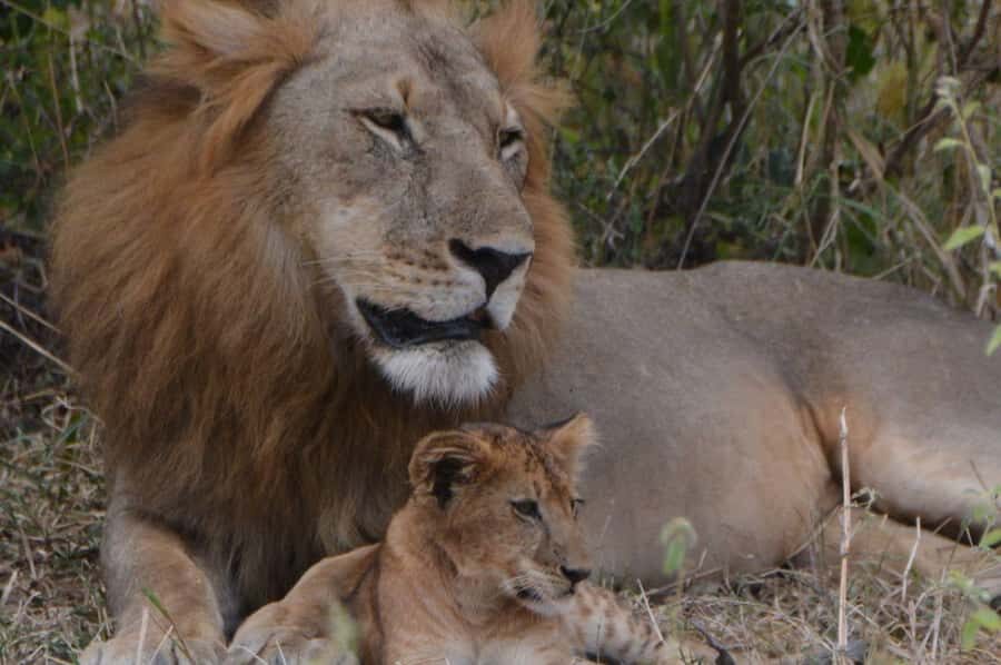 2 Day Zanzibar to Nyerere NP (Selous GR) By Flight - Should you book this 2-day Zanzibar to Nyerere safari?