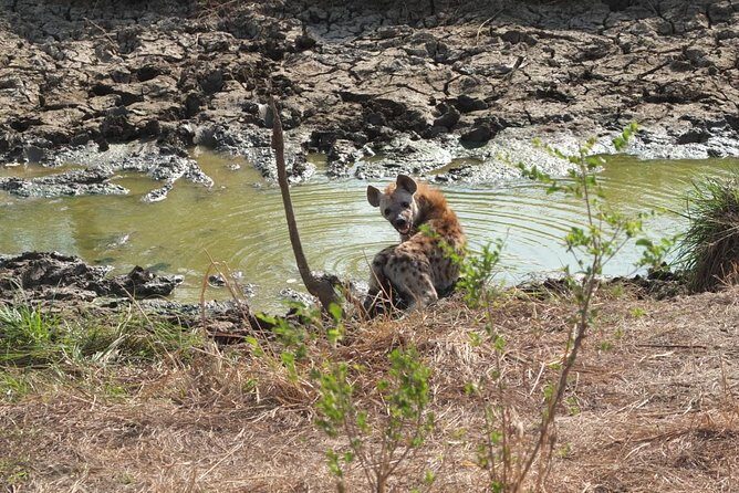 2 Days 1 Night Mikumi National Park - Key Points Worth Planning Around
