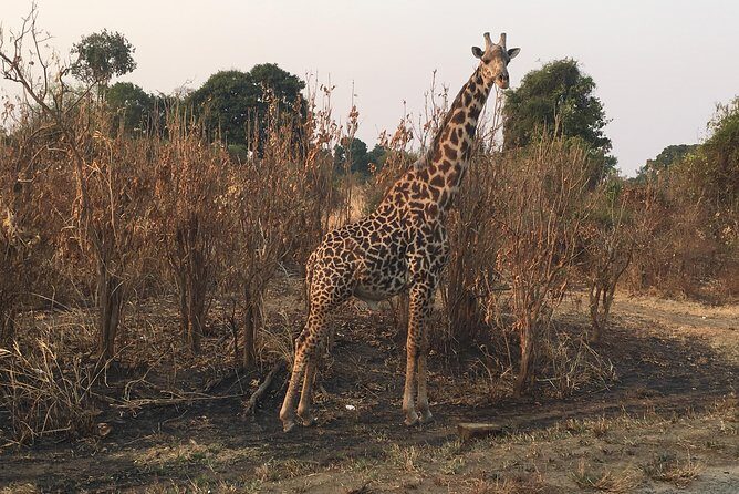 2 Days 1 Night Mikumi National Park - Why Mikumi National Park Fits a 2-Day Safari