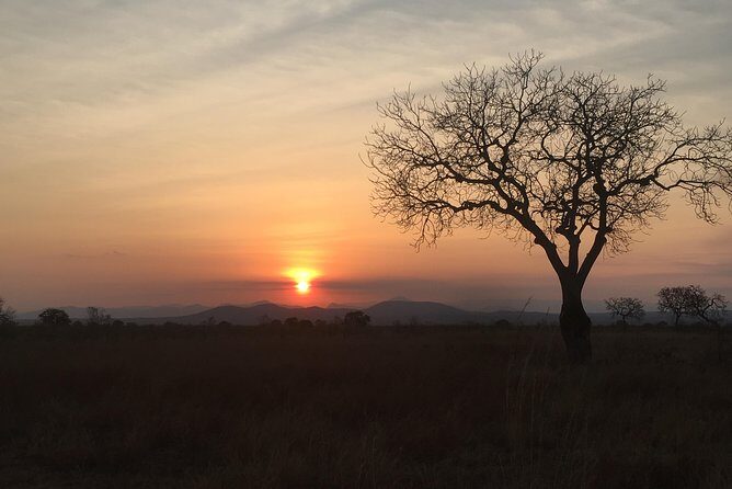 2 Days 1 Night Mikumi National Park - What the Private Guide Really Changes (Benson and Jefferson)