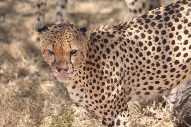 2 Days 1 Night Northern Joining Safari Private Tour - Getting From Moshi and Handling the Early Morning