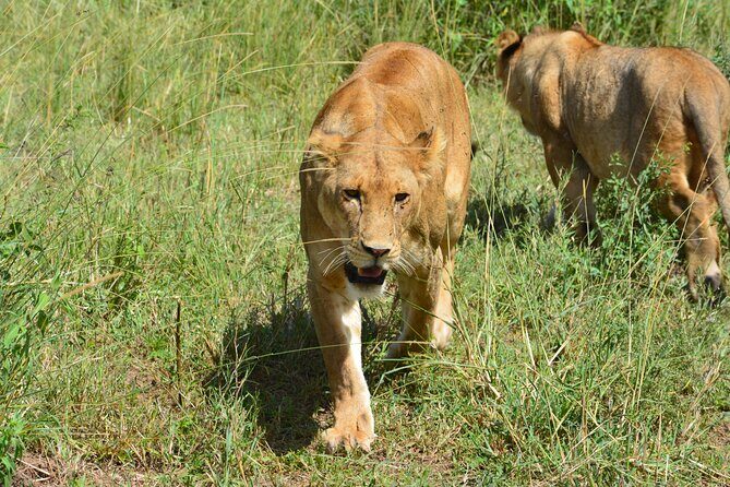 2 Days 1 Night Northern Joining Safari Private Tour - Who This Tour Suits Best (and Who Might Feel Rushed)