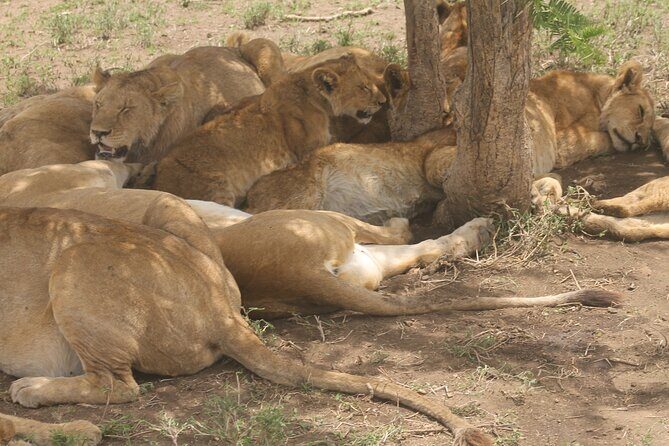 2 Days 1 Night Northern Joining Safari Private Tour - Switching Gears on Day 2: Ngorongoro Crater’s Rhino and Lion Chances