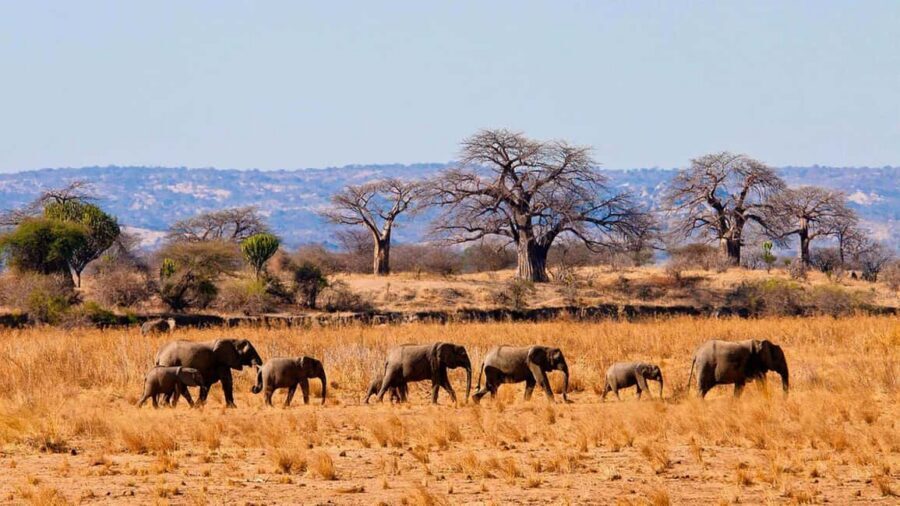 2 Days 1 Night Nyerere National Park from Zanzibar by flight - Entering Nyerere Fast: Why This Zanzibar Safari Starts with a Plane