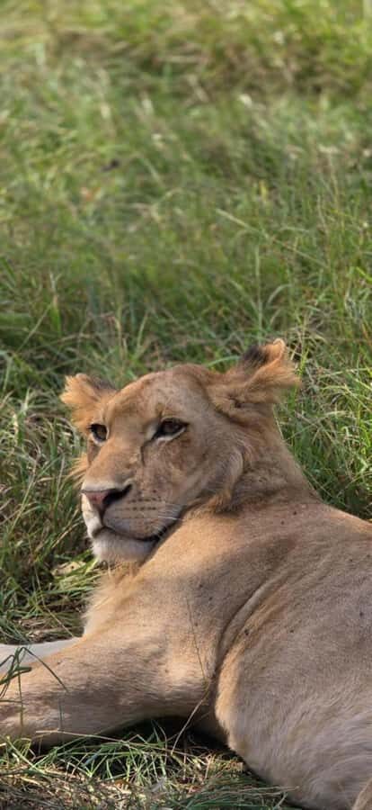 2 Days 1 Night Nyerere National Park from Zanzibar by flight - After the Safari: Lunch, Relax Time, and Your Flight Back to Zanzibar