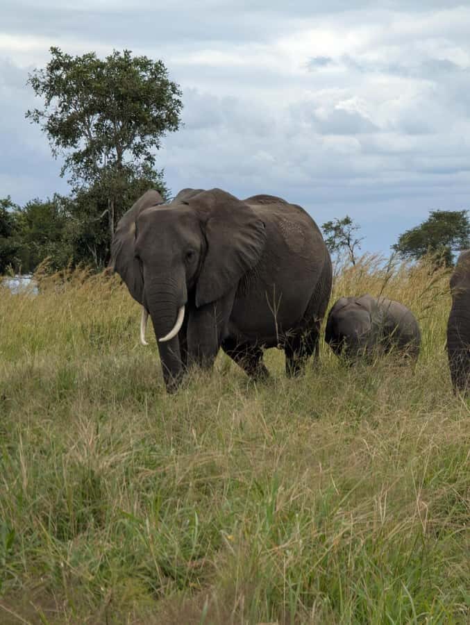 2 Days 1 Night Nyerere National Park from Zanzibar by flight - Accommodation and Full Board: More Than Just Included