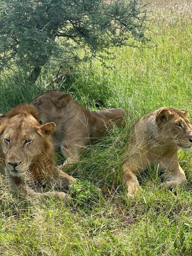 2 Days 1 Night Nyerere National Park from Zanzibar by flight - Logistics That Can Make or Break a Short Safari