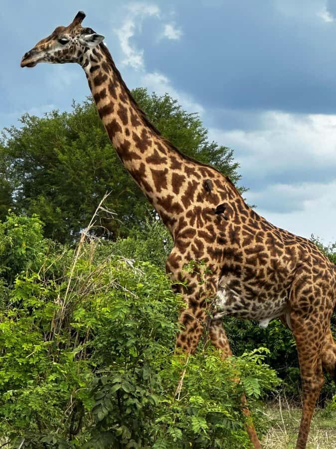 2 Days 1 Night Nyerere National Park from Zanzibar by flight - What Wildlife Timing Feels Like on a 2-Day Itinerary