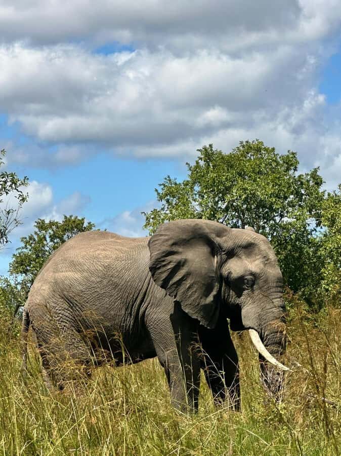 2 Days 1 Night Nyerere National Park from Zanzibar by flight - Who This Safari Suits Best (and Who Should Consider More Time)
