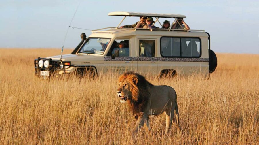 2 Days 1 Night Nyerere National Park from Zanzibar by flight - Game Drives That Actually Lead to Sightings