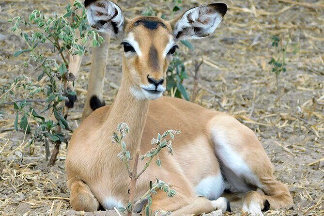 2 Days /1 Night safari to Mikumi - Key things to know before you go