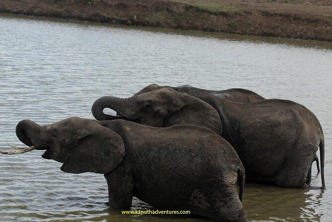 2 Days /1 Night safari to Mikumi - Entering Mikumi National Park With a Two-Day Plan