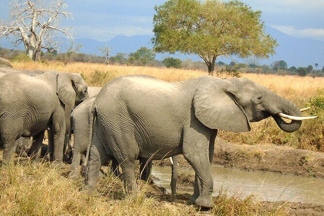 2 Days /1 Night safari to Mikumi - Your First Morning Game Drive: What You’ll Be Looking For