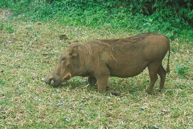 2 Days /1 Night safari to Mikumi - Uluguru Mountains: The Eastern Tanzania Backdrop You Might See
