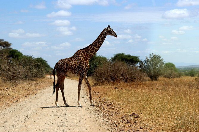 2 Days /1 Night safari to Mikumi - Overnight Outside the Park: 3-Star Lodge and Full Board