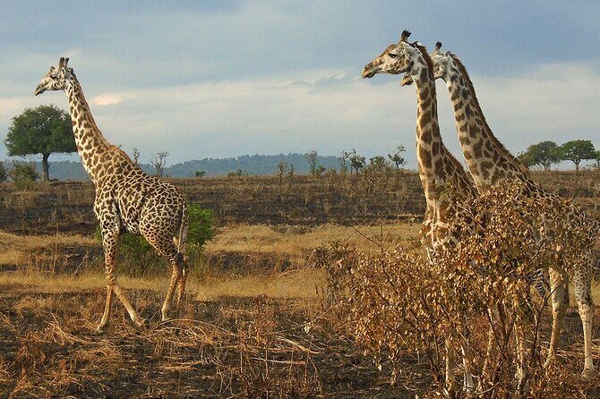 2 Days /1 Night safari to Mikumi - Price and Value: Is $470 Reasonable for This Safari?