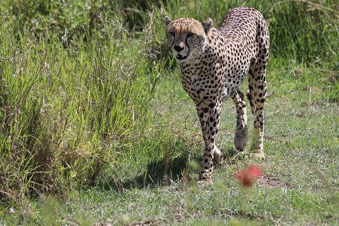 2 Days / 1 Night Tanzania Safari Tour - Tarangire National Park: elephants, dry riverbeds, and a real full day out