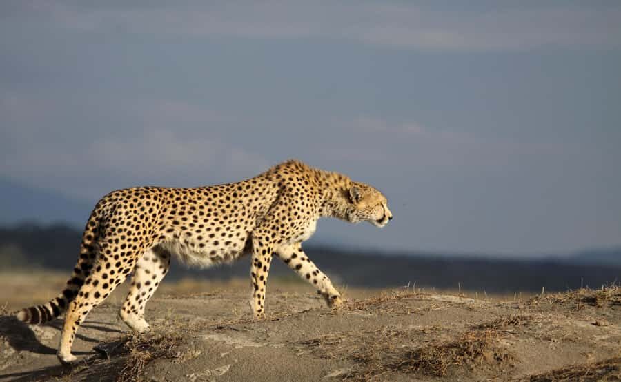 2 Days 1 Night Tarangire & Ngorongoro Crater - Tarangire National Park: Baobabs, the River, and a Proper Full-Day Game Drive