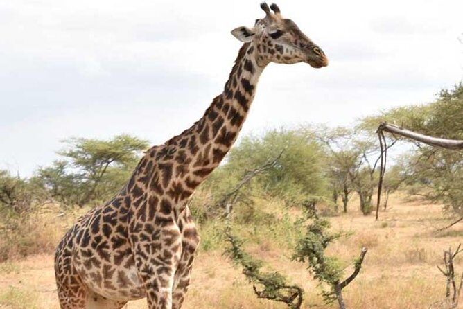 2 Days Africa Safari - Moshi to the Northern Circuit in 2 days: what the short format really means