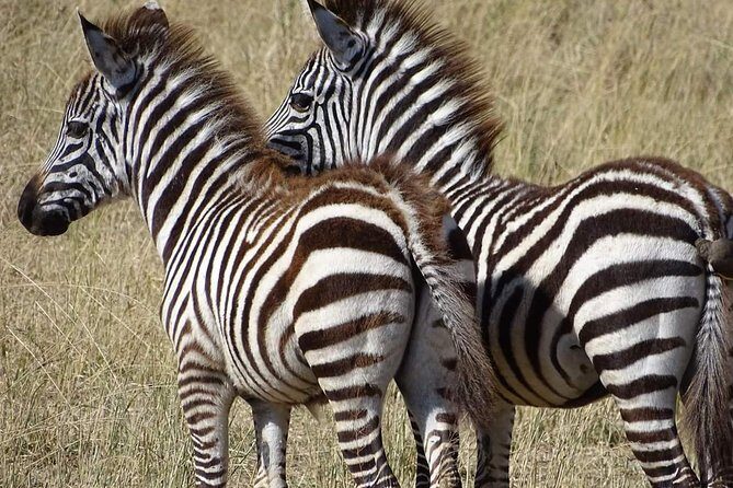 2 Days Africa Safari - Lake Manyara National Park: the soda lake, elephants, and tree-climbing lions