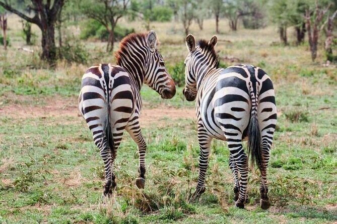 2 Days and 1 Night Mikumi Safari Private Tour - Day 2 morning game drive: lions, elephants, crocs, hippos, and giraffes