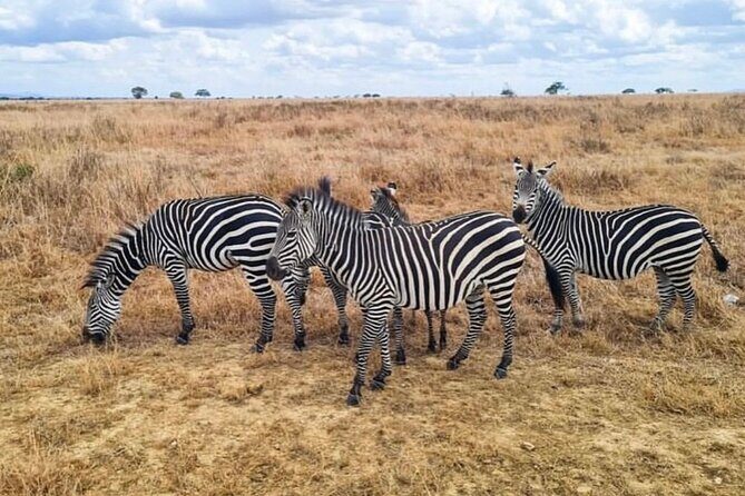 2 Days Best Safari to Mikumi National Park - Day 1: The Long Drive, Morogoro Lunch, Then Evening Game Drive