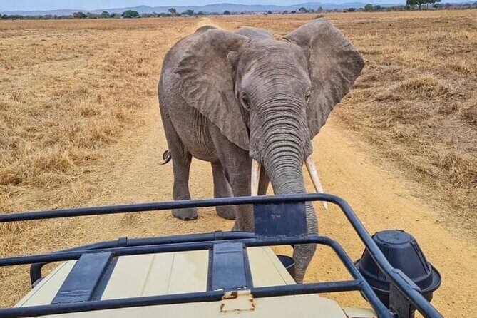 2 Days Best Safari to Mikumi National Park - Lodges, Meals, And The Small Comforts That Matter