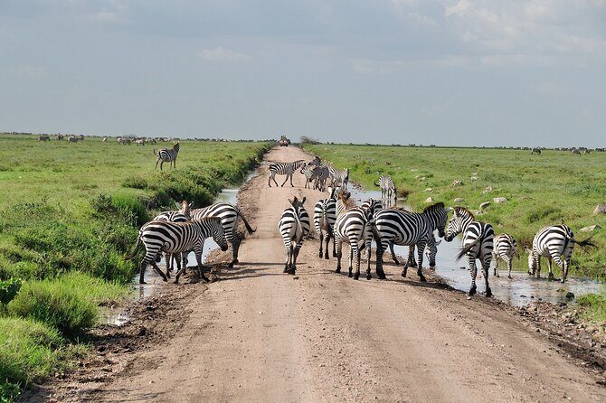 2 Days Camping Group Joining Tarangire Ngorongoro Crater Safari - A Tight Two-Day Arusha Safari: What You Should Expect
