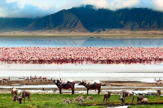 2 Days Camping Group Joining Tarangire Ngorongoro Crater Safari - Lunch Box, Water, and the Crater Rhythm