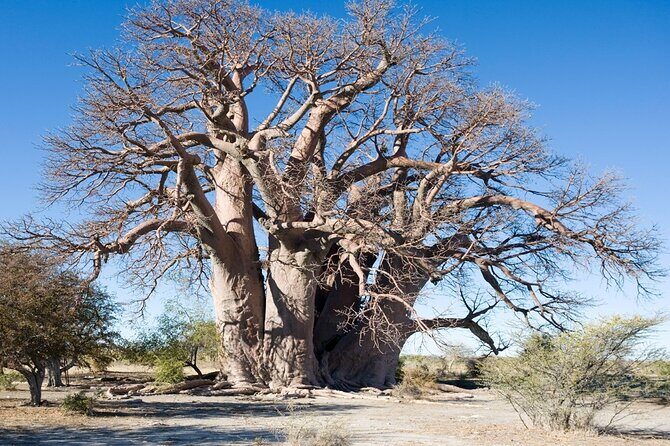 2 Days Camping Group Joining Tarangire Ngorongoro Crater Safari - Picnic Lunch and Park Timing: Small Details That Matter