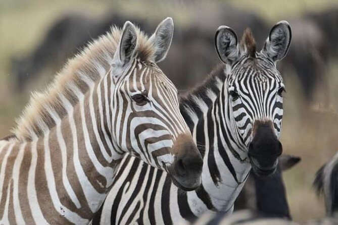 2 Days Camping Safari, Lake Manyara & Ngorongoro Crater - Two Parks, One Overnight Camp: Why This 2-Day Route Works