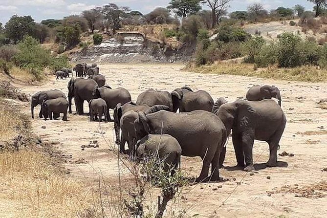 2 Days Camping Safari, Lake Manyara & Ngorongoro Crater - Guides, Wildlife Spotting, and the Value of a Small Team