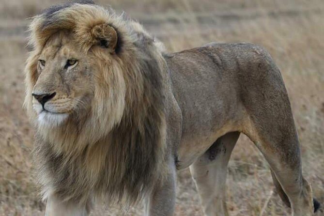 2 Days Camping Safari, Lake Manyara & Ngorongoro Crater - Day 1 at Lake Manyara: Tree-Climbing Lions and a Habitat Buffet