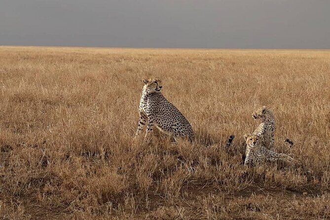 2 Days Group Joining Camping Safari Tarangire Park and Ngorongoro Crater - Transfer Caveat: One Weak Spot to Confirm Before You Go