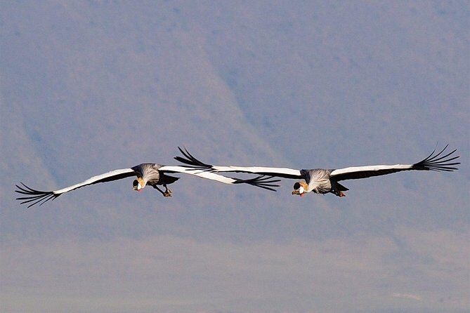 2 Days Joined Group Tarangire and Ngorongoro Crater National Park - Day 2 Ngorongoro Crater: The Bowl That Concentrates Wildlife