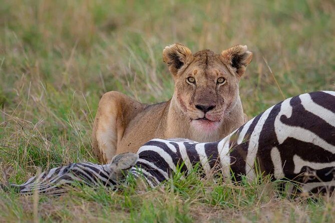 2 Days Joined Group Tarangire and Ngorongoro Crater National Park - The Crater Experience: How to Think About Big Game Odds