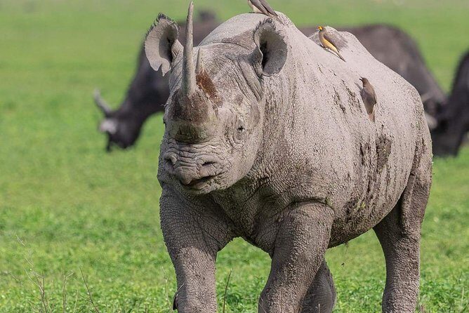 2 Days Joined Group Tarangire and Ngorongoro Crater National Park - Small-Group Safari Logistics from Arusha (Max 6)