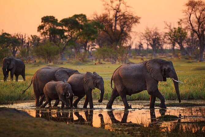 2 days Majestic Tanzania safari Tarangire and Ngorongoro Crater - Tarangire National Park: Baobabs, Birds, and Elephant Herds