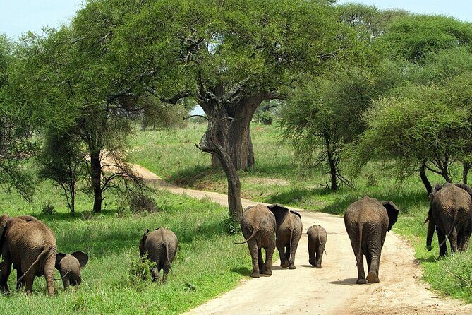 2 days Majestic Tanzania safari Tarangire and Ngorongoro Crater - The Ngorongoro Crater Start: Dawn, Caldera Views, and Predator Watching