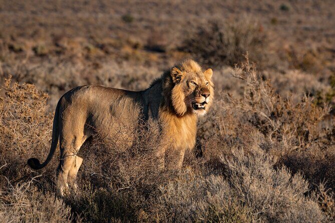 2 Days Mid Range Private Safari in Tarangire and Ngorongoro - Tarangire Game Drives: What the Park Does Well