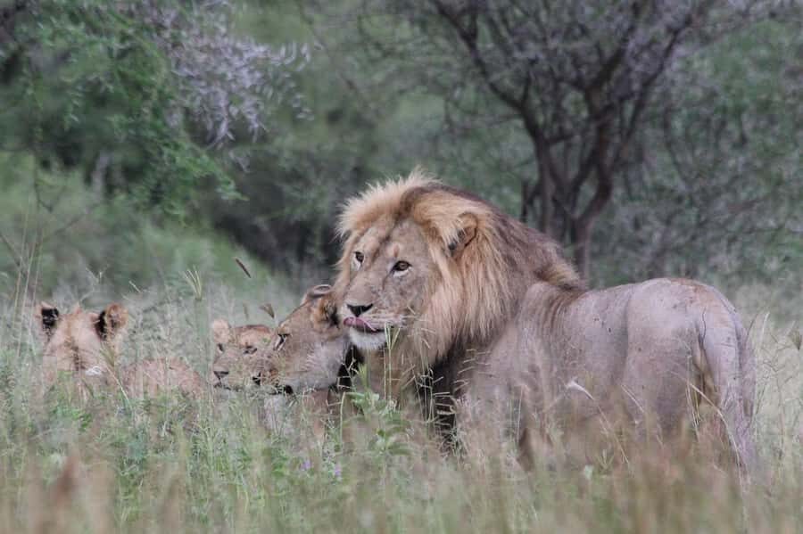 2 DAYS - MIKUMI PARK FROM DAR ES SALAAM BY LUXURY TRAIN - Why Mikumi Works So Well on a Short 2-Day Safari