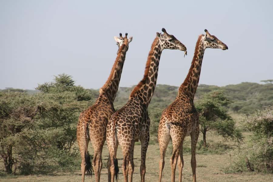 2 DAYS - MIKUMI PARK FROM DAR ES SALAAM BY LUXURY TRAIN - Who This Mikumi + Train Safari Suits Best (and Who Should Rethink It)