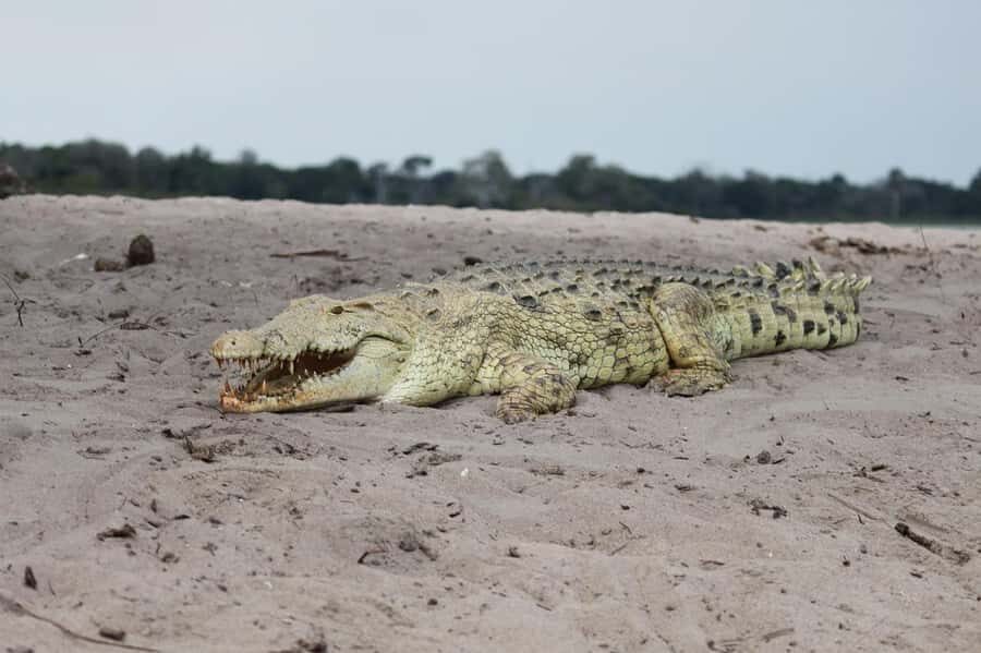 2 DAYS - MIKUMI PARK FROM DAR ES SALAAM BY LUXURY TRAIN - Game Drive From Around 9:00 to 5:00: What to Look For
