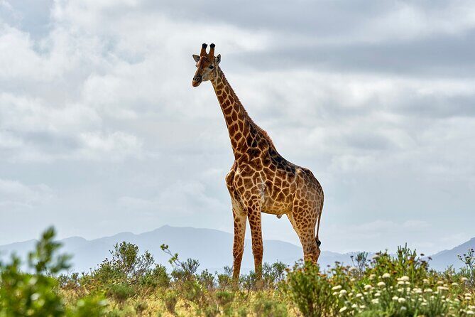 2 Days Mikumi Private Safari from Zanzibar with Accommodation - Key Things That Matter On This Mikumi Safari