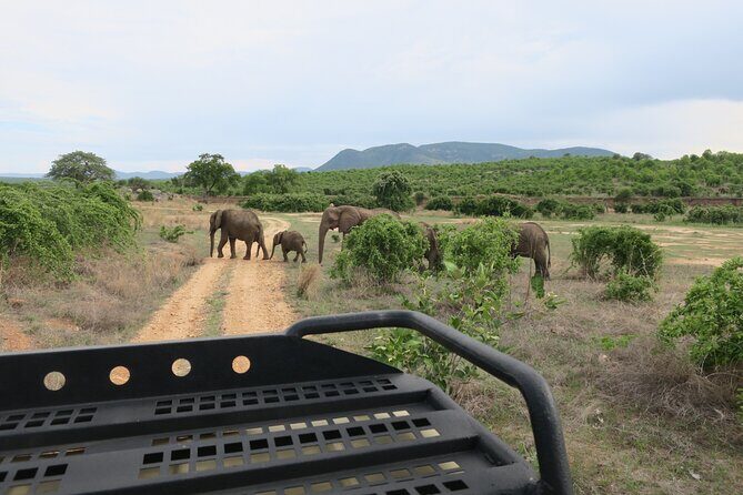 2 Days Mikumi Private Safari from Zanzibar with Accommodation - The Zanzibar-to-Mikumi Travel Day: Ferry Morning and Long Drive