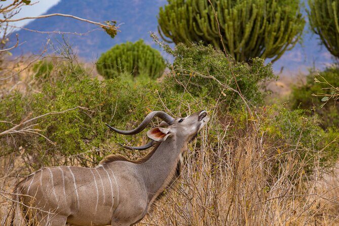 2 Days Mikumi Private Safari from Zanzibar with Accommodation - Who This Safari Is Best For (And Who Should Skip It)