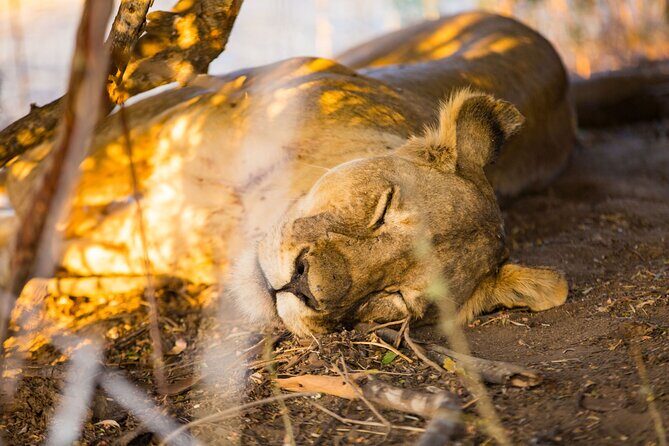 2 Days Mikumi Private Safari from Zanzibar with Accommodation - Quick Reality Check: Should You Book This 2-Day Mikumi Trip?