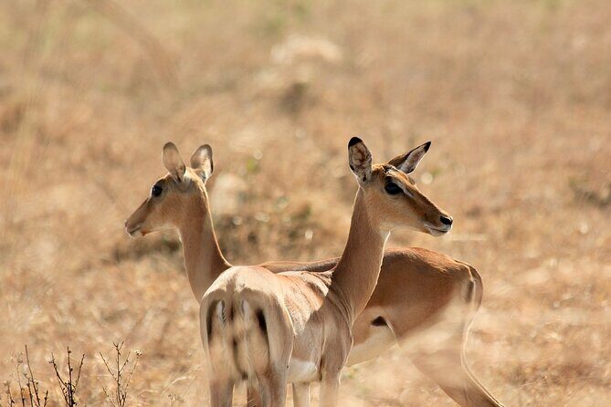 2 Days Mikumi Private Safari from Zanzibar with Accommodation - Day 1 in Mikumi: Daytime Game Drive and One Night Near the Park